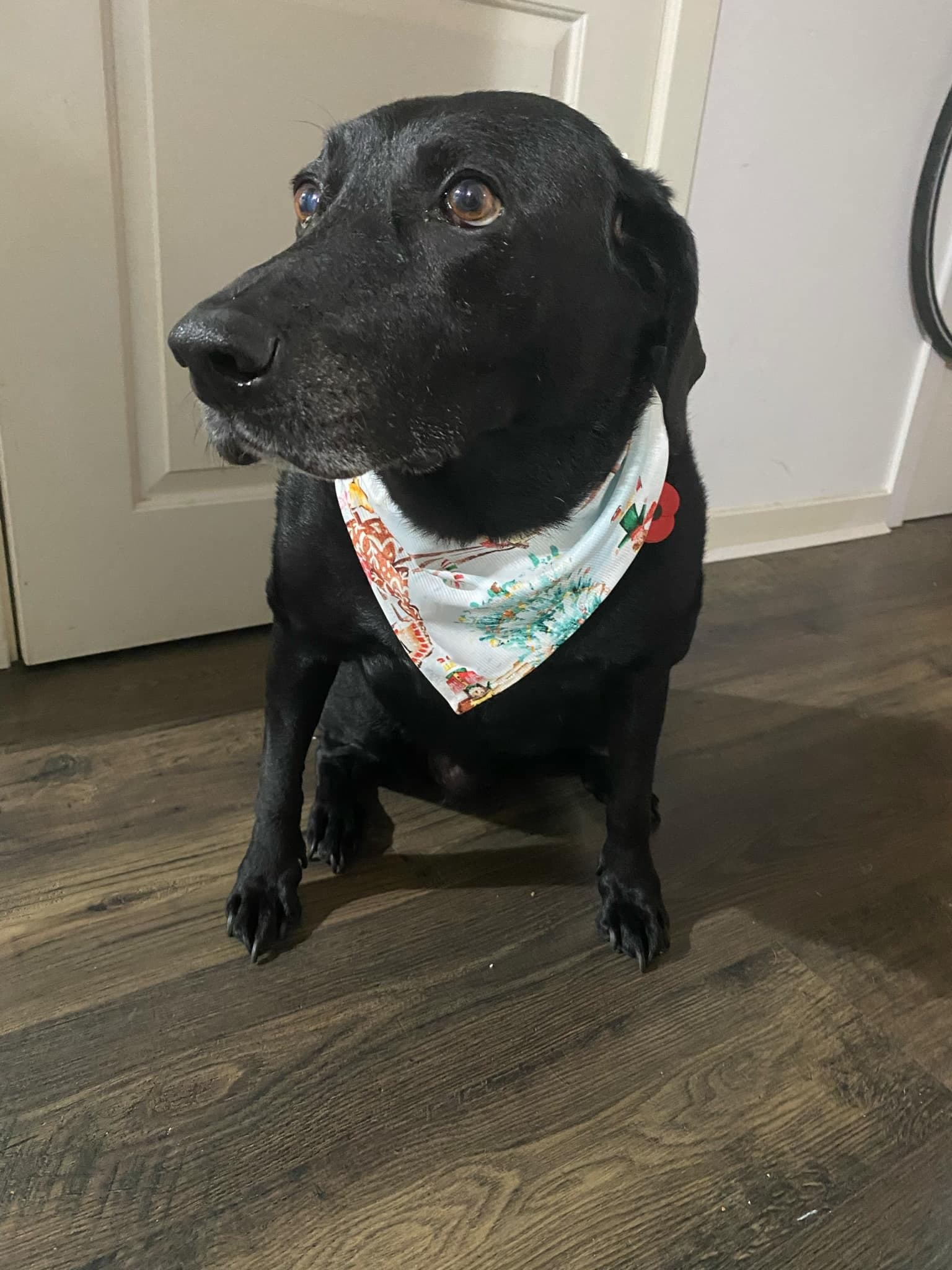 Dog Scarf – Christmas 2024